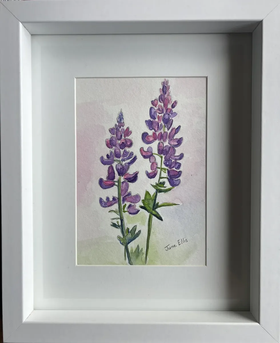 Purple lupins, watercolour by June Ellis Artist