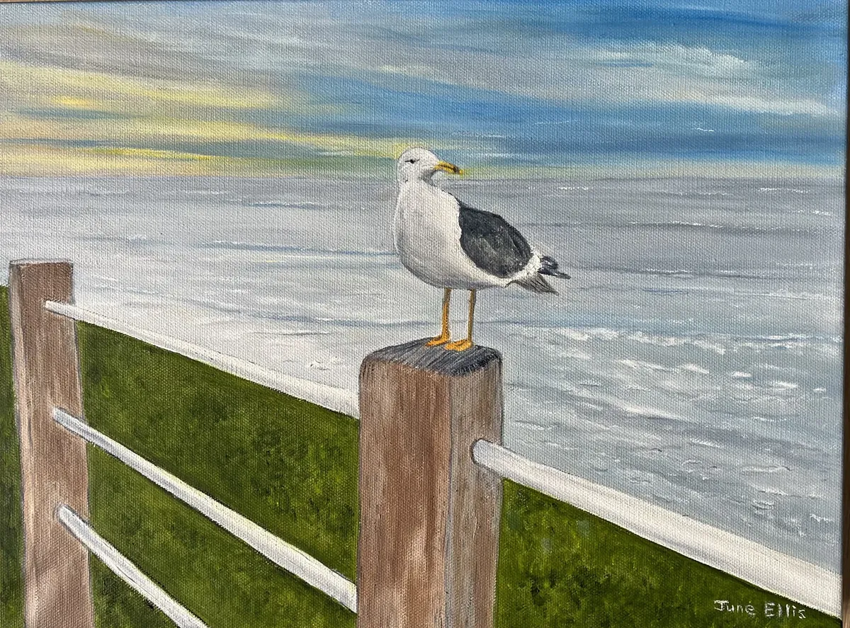Seagull on Watch by June Ellis Artist