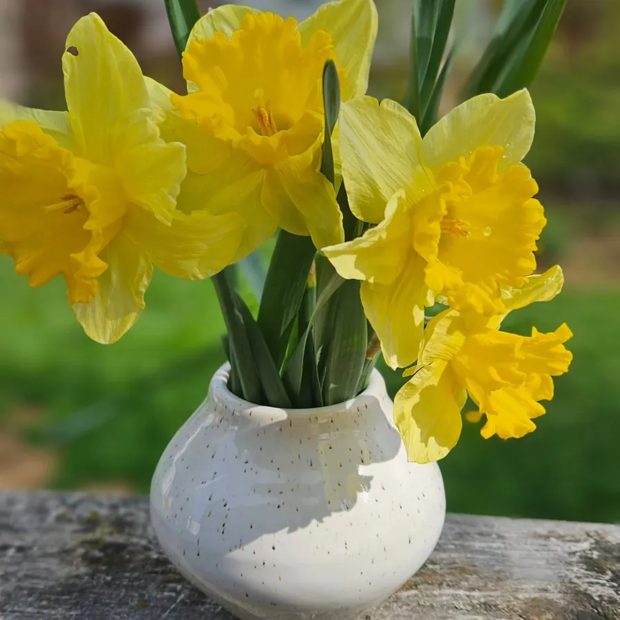 Bud vase with daffodils
