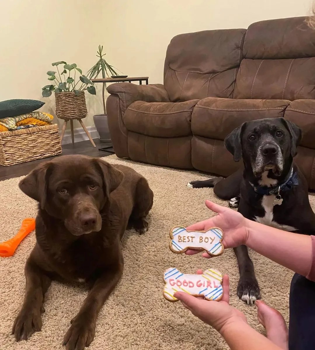Homemade dog treats by Two Beggars