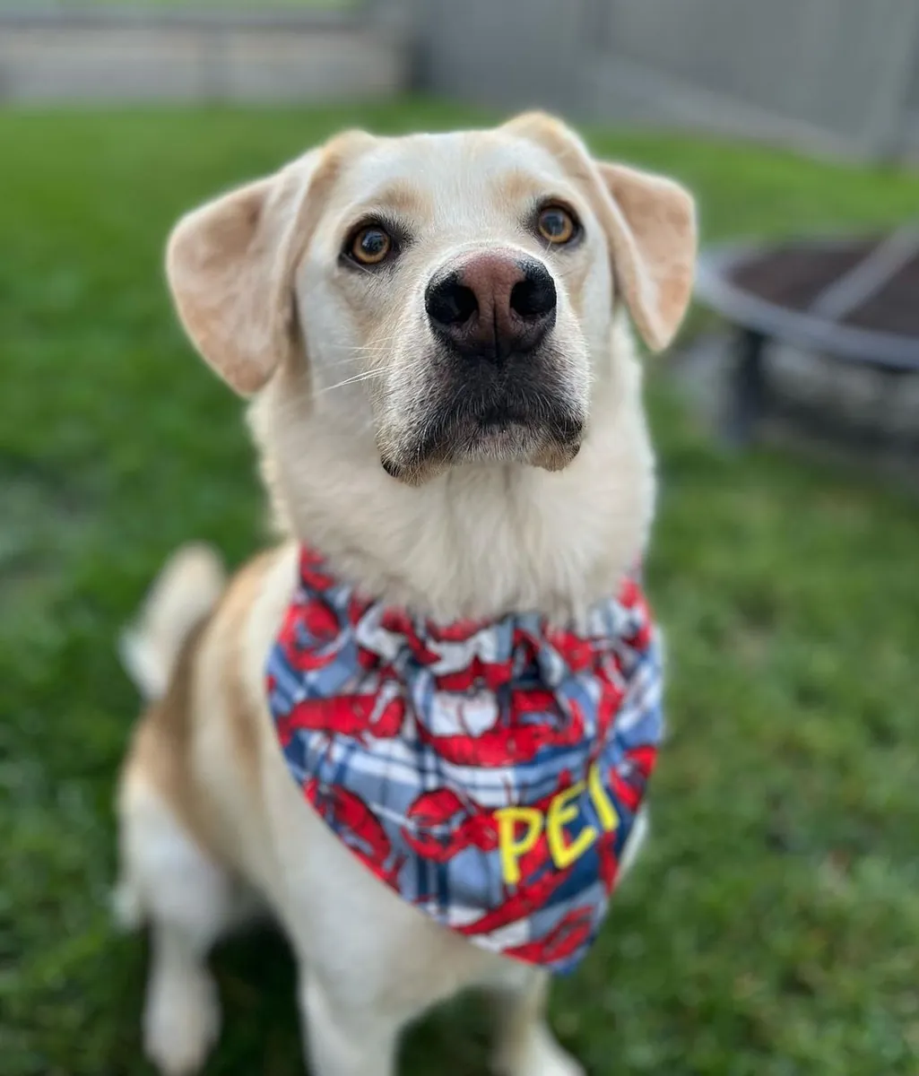 PEI bandana by Two Beggars