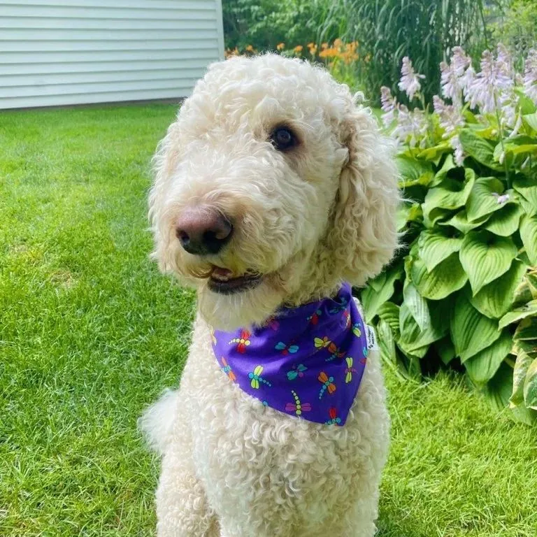 Purple bandana by Two Beggars